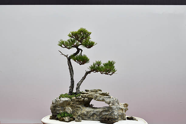 Bonsai tree grove in ceramic pot.
