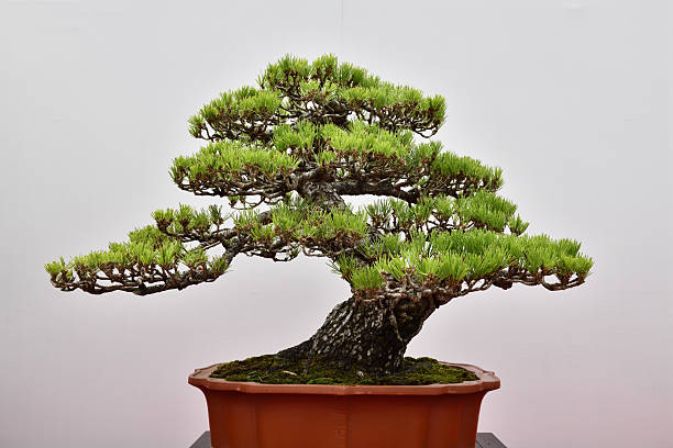 istock Chinese Fine Bonsai 2235469064