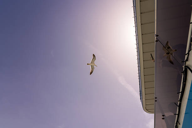 Seagull on an illuminated street light at North Shields, England