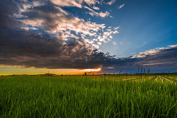 Scenic view of wheat crops in field during sunset against cloudy sky