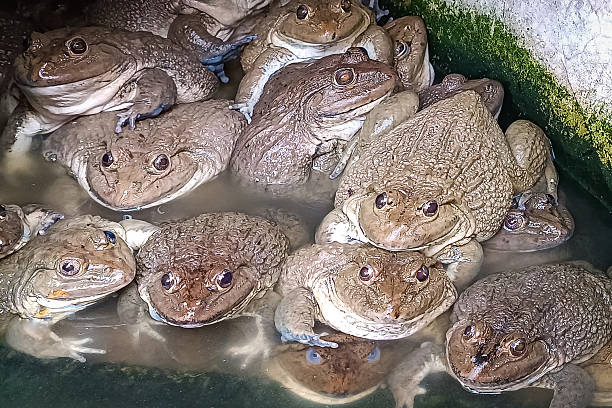 istock Many frogs in the pond 2235471536