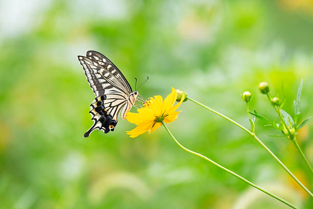 butterflies on pink flowers isolated on white background. macro.