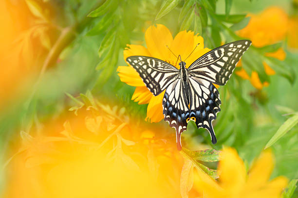 Background material with beautiful flowers and insects as the theme