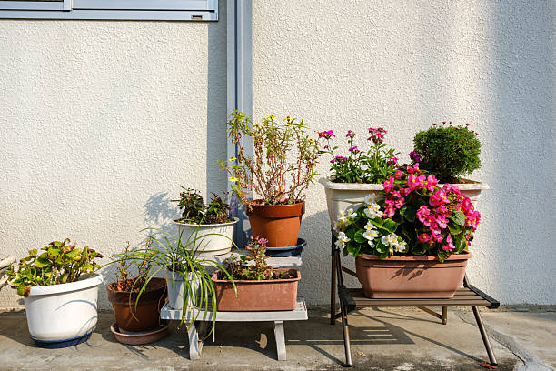Group of various potted plants in front of a wall on a sunny day.