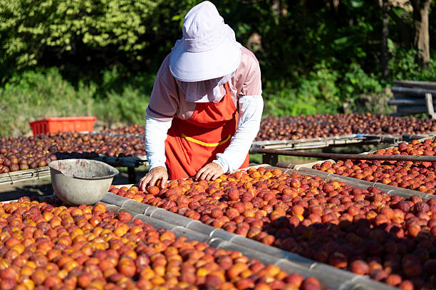 A woman wearing a white hat and orange apron is meticulously sorting through a large quantity of red tomatoes placed on an outdoor table. The setting appears to be a sunny day with greenery in the background. This image captures the essence of agricultural work and could be used for articles related to farming, food production, or rural life.