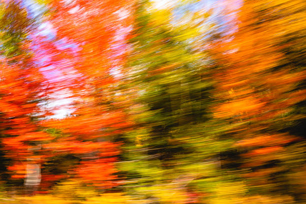 Colorful leaves in shades of red, orange, and yellow swirl together in a forest, capturing the essence of autumn as sunlight filters through the trees.