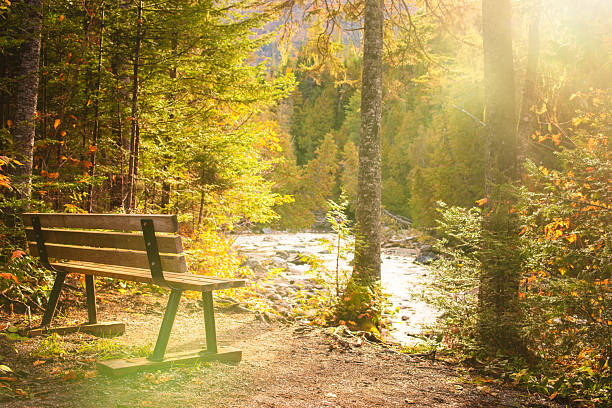 istock Sunlit bench by a tranquil river surrounded by autumn foliage in a peaceful forest setting 2235478292