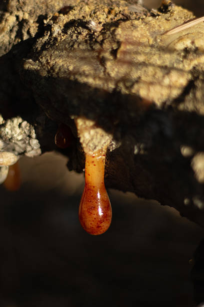 istock Resin Dripping From Tree Bark in a Forested Area During Golden Hour 2235480670
