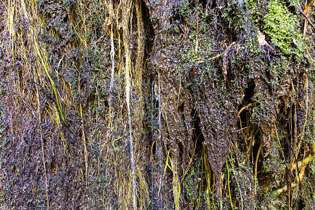 Wet moss on a rock face in a forest