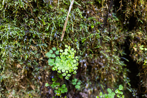 Wet moss on a rock face in a forest