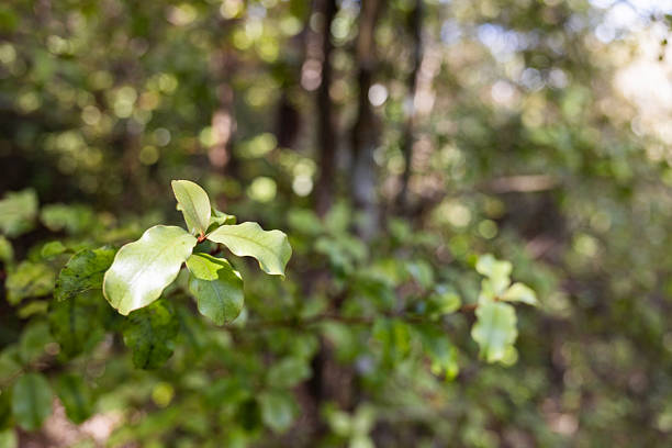 Detail of leaves in a forest