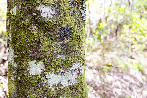Tree bark close up with moss and lichen