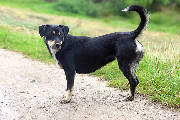 istock Alert dog standing on a dirt road, looking towards the camera with curiosity. 2235485724