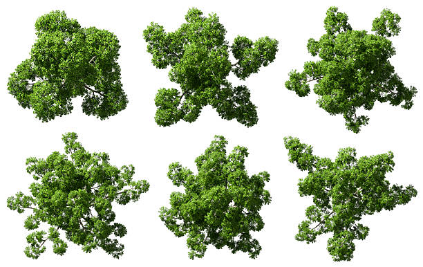 istock Aerial view canopy trees parks isolated on white backgrounds 3d render 2235487248