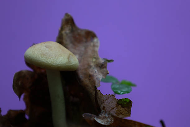istock A single light-colored mushroom with a thin stem and a wide cap grows among dry leaves. A close-up shot against a bright purple background, which creates an unusual contrast. 2235487891