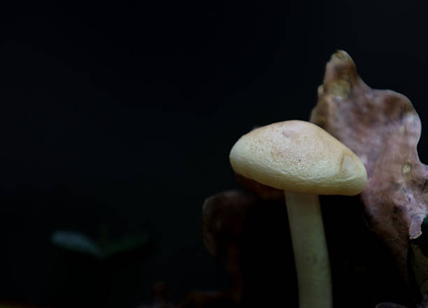 istock A single light-colored mushroom with a thin stem and a wide cap grows among dry leaves. A close-up shot against a dark, almost black background, which emphasizes its fragility. 2235487899