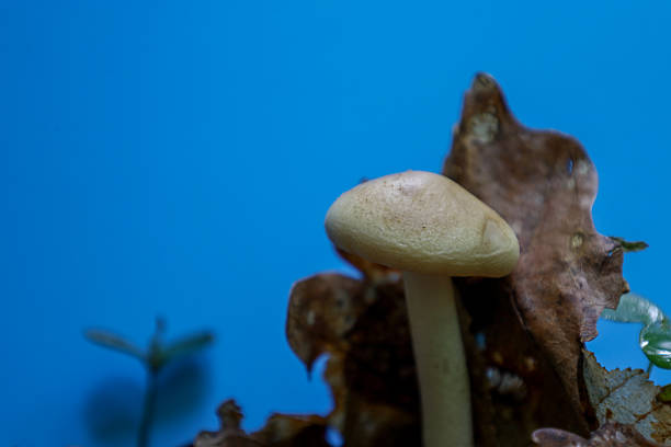 A single light-colored mushroom with a thin stem and a wide cap grows among dry leaves. A close-up shot against a bright blue sky or a solid background.