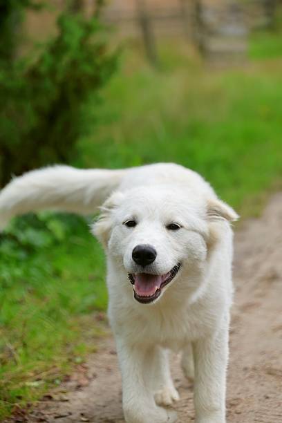 istock Smiling White Dog running Outdoors 2235488318