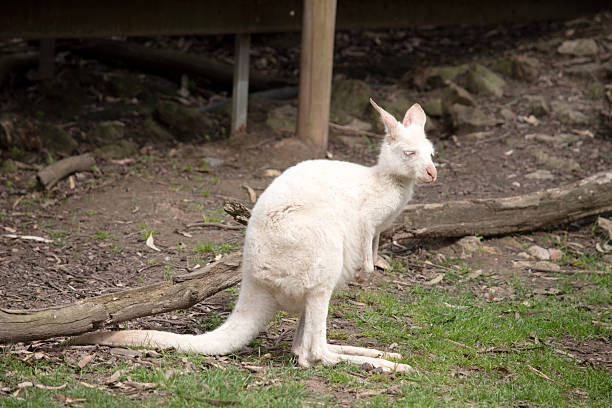 front-view of a jumping red kangaroo