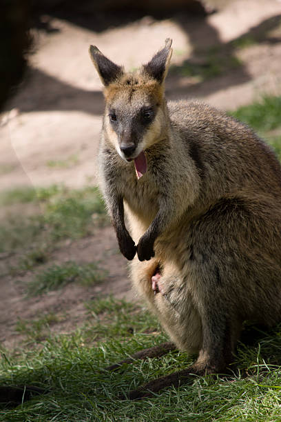 The swamp wallaby has dark brown fur, often with lighter rusty patches on the belly, chest and base of the ears.