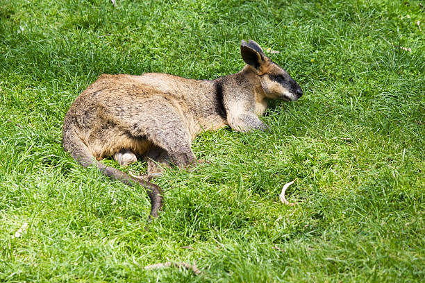 The swamp wallaby has dark brown fur, often with lighter rusty patches on the belly, chest and base of the ears.