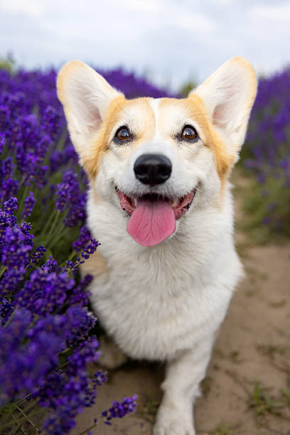 istock Happy Corgi with Tongue Out Sitting on Lavender Field Path 2235490130