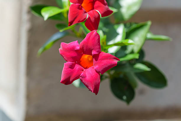 Close-up of a red mandevilla flower in bloom