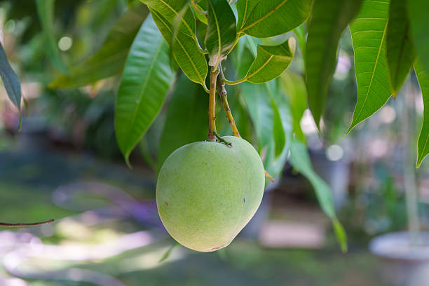 istock Close-up photo of a green growing mango tree fruit 2235491703