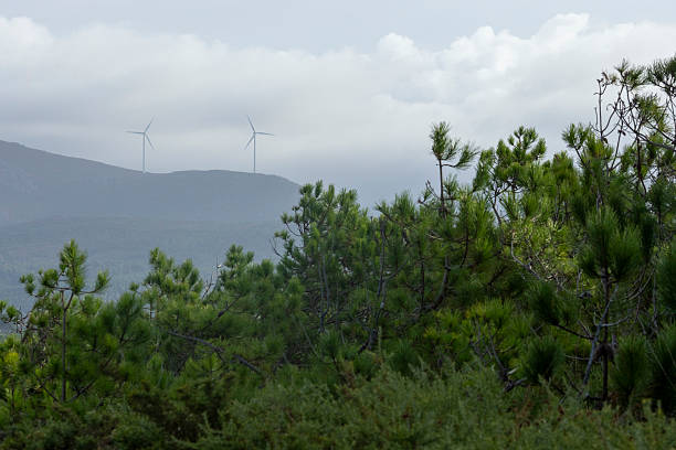A forest with a few trees and a mountain in the background. The sky is cloudy and the wind is blowing