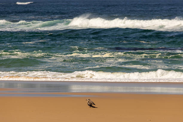 A seagull with broken wing bird is standing on the beach near the ocean. The sky is clear and the water is calm