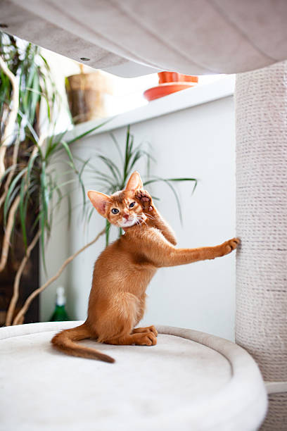 istock Abyssinian sorrel cat sitting near white jute rope scratching post with raised paw. Light interior with green plants. Vertical image. 2235495488
