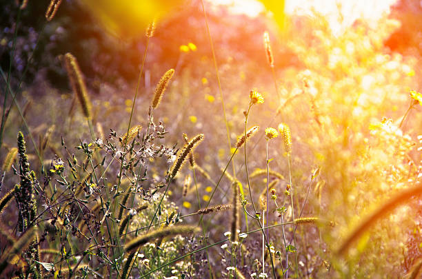istock Wild meadow flowers on evening sunlight background. 2235497168