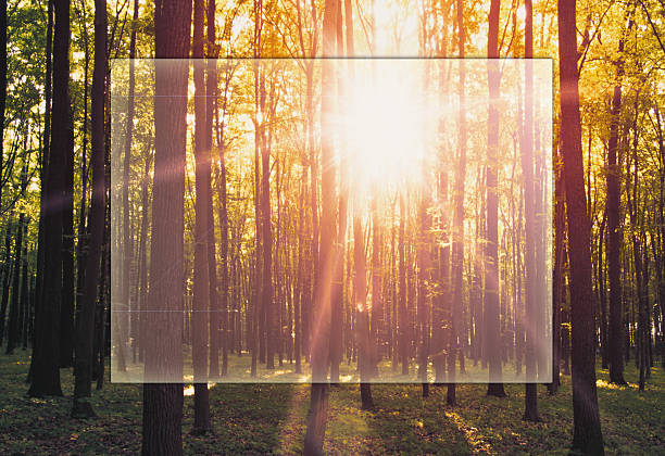 Golden autumnal forest with sunbeams