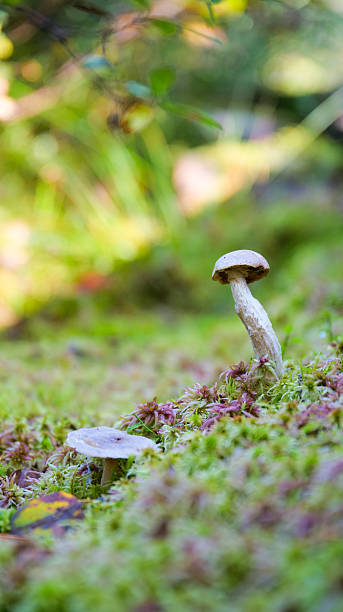 istock Small Mushrooms Growing In Mossy Forest Ground 2235498189