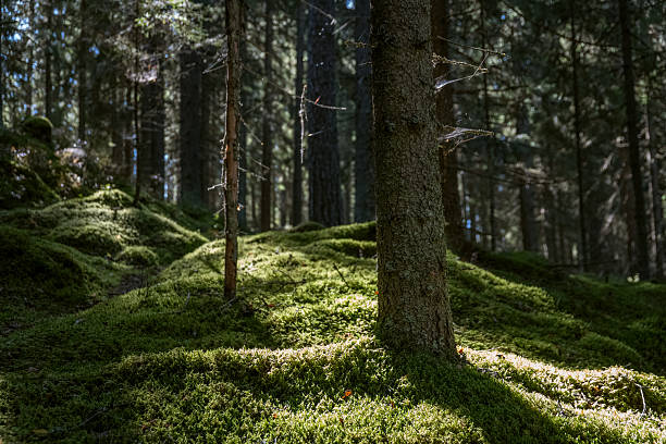istock Sunlight filters through lush green forest floor 2235498274