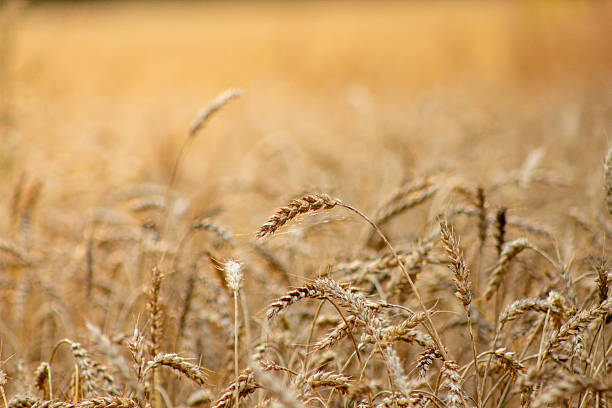 istock Golden Wheat Field Under Warm Sunlight Summer Season 2235498434