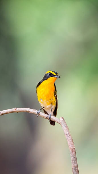 istock Bird (Narcissus Flycatcher) on tree in nature wild 2235499640