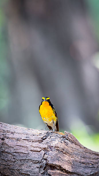 istock Bird (Narcissus Flycatcher) on tree in nature wild 2235499688