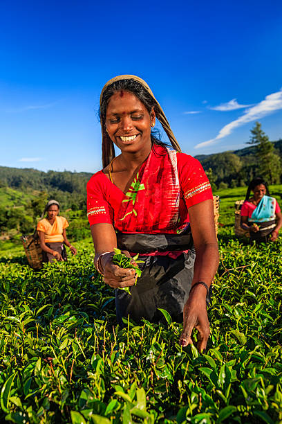 istock Tamil women plucking tea leaves on plantation, Ceylon 2235501092