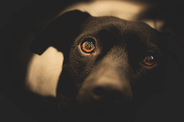 angry dog