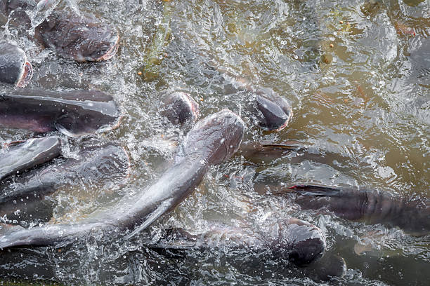 istock Crowd of freshwater fish scramble food in river 2235501854