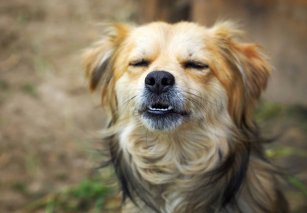 dog nose, focus is on the nose