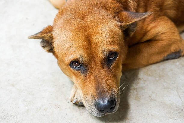 istock Brown dog lying on the floor with curious eyes 2235503889