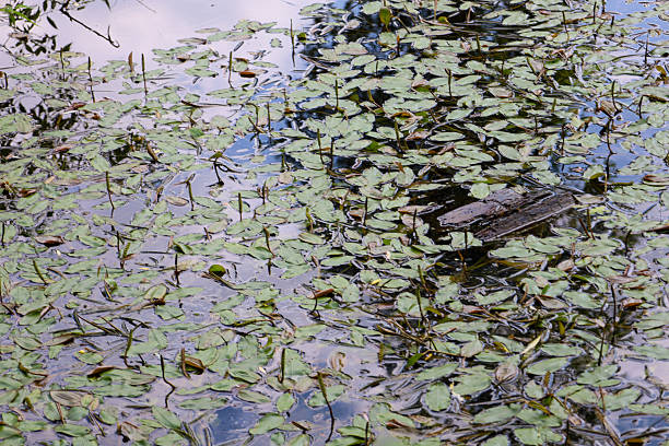 A close-up of small leaves floating on the water's surface, creating a natural pattern. The reflection of the sky and clouds in the water adds depth, while the dark wood emphasizes a mysterious, natural atmosphere.