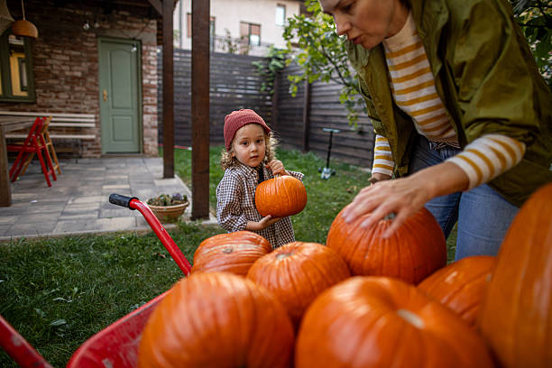 istock Mother and Child Harvesting Pumpkins Together in a Backyard Setting 2235505077