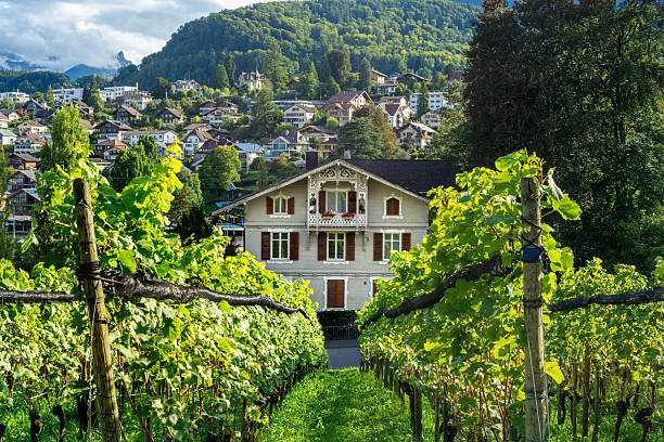 Spiez, Switzerland - September 11, 2025: Charming vineyard with a rustic house in a lush green landscape of Spiez.