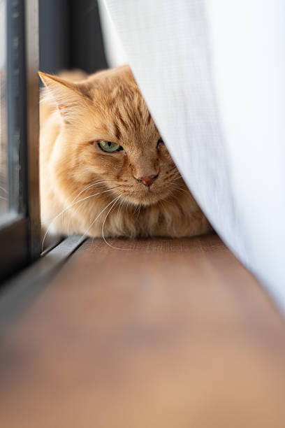 istock Cute cat relaxing by the window 2235507504