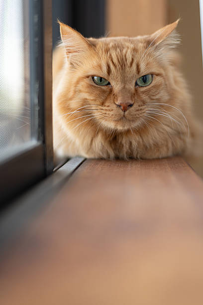 istock Cute cat relaxing by the window 2235507532