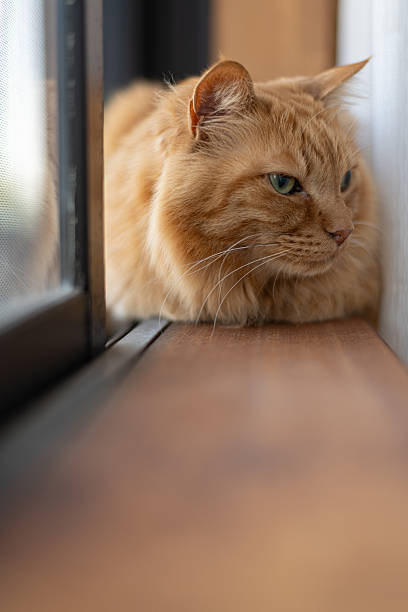 istock Cute cat relaxing by the window 2235507539