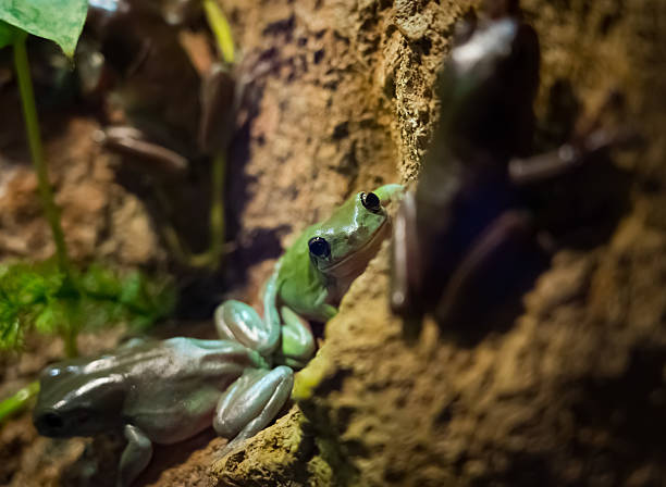 Green and brown frogs resting inside a terrarium. The damp environment features natural elements such as moss, rocks, and leaves, creating a habitat-like setting. The frogs’ moist skin and earthy colors blend with the surroundings, emphasizing their camouflage and adaptability to humid conditions